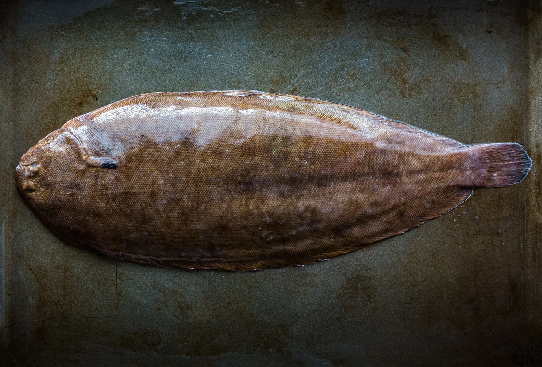 Farmed Dover Sole