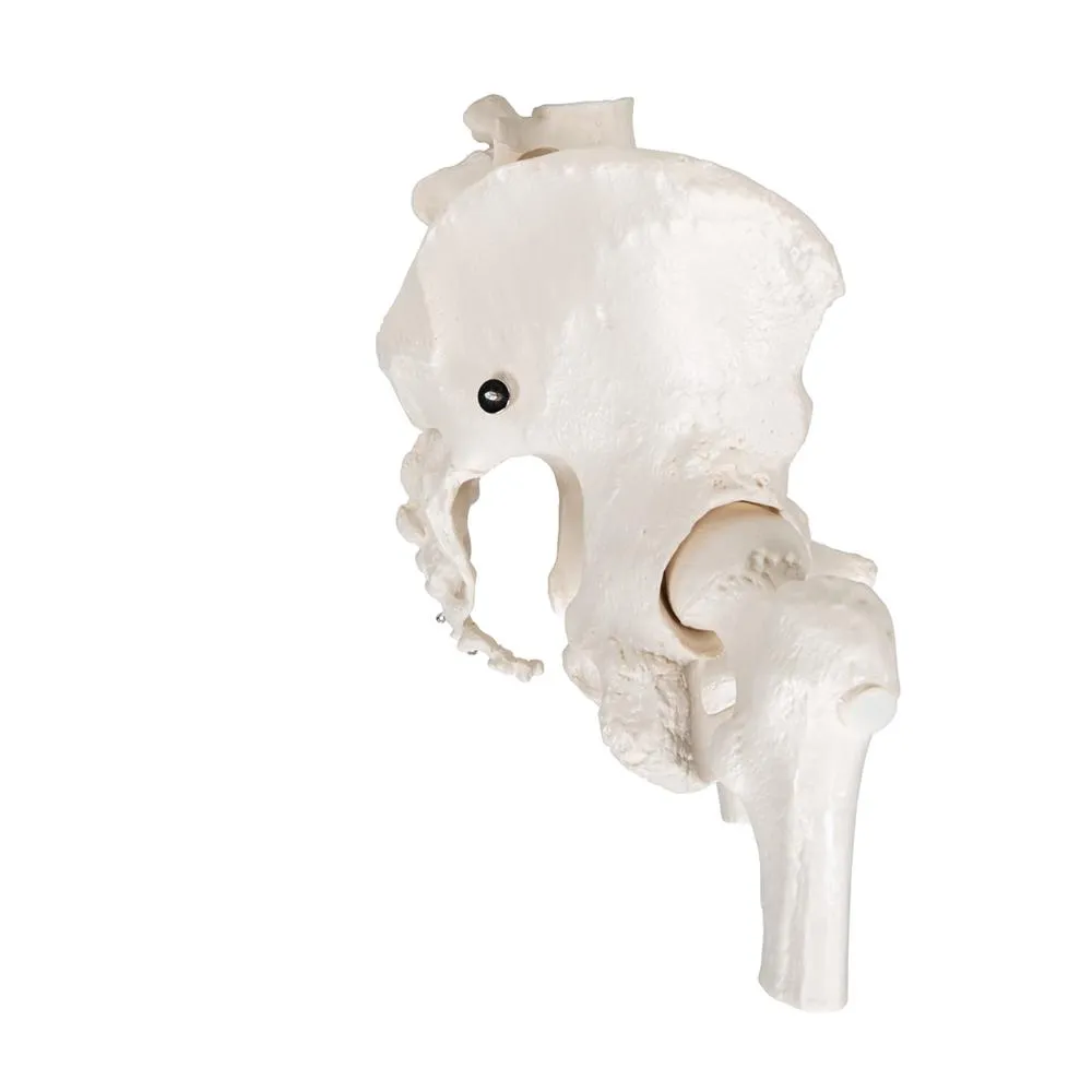 Female Pelvic Skeleton Model, with movable femur heads