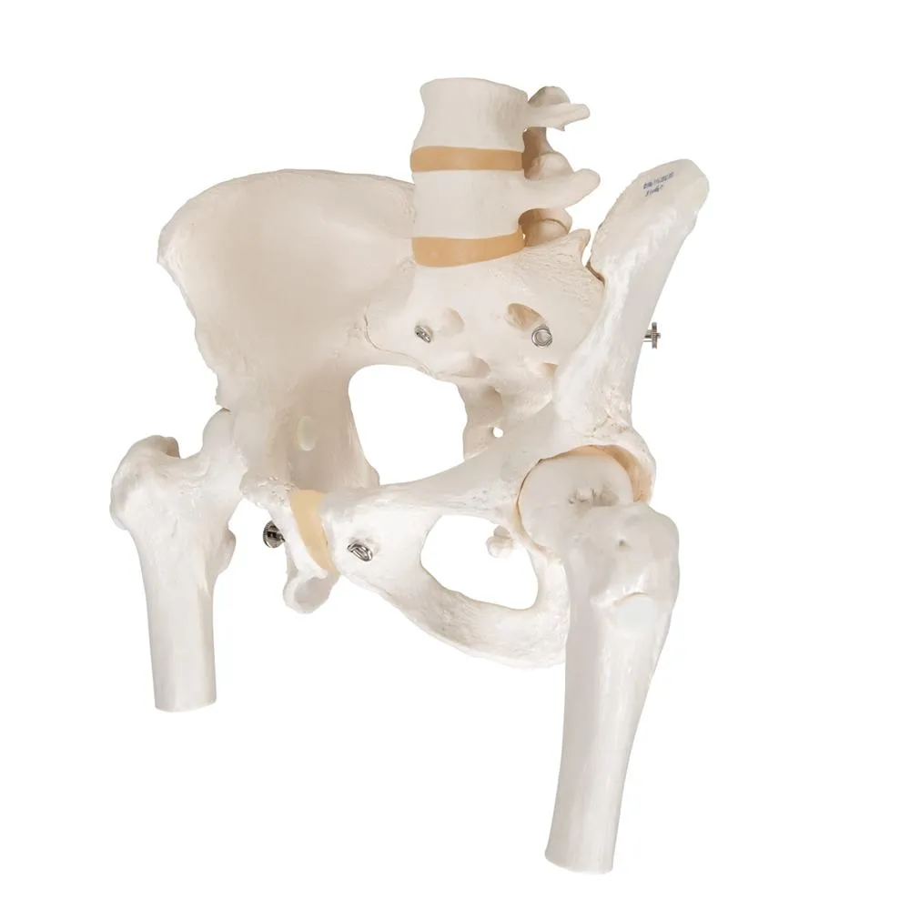 Female Pelvic Skeleton Model, with movable femur heads