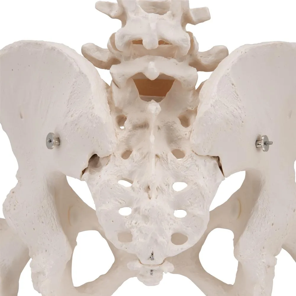 Female Pelvic Skeleton Model, with movable femur heads