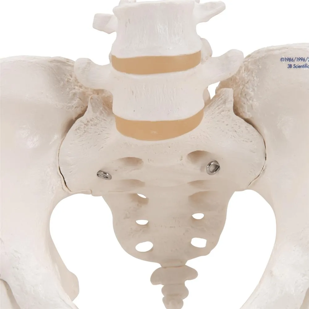 Female Pelvic Skeleton Model, with movable femur heads