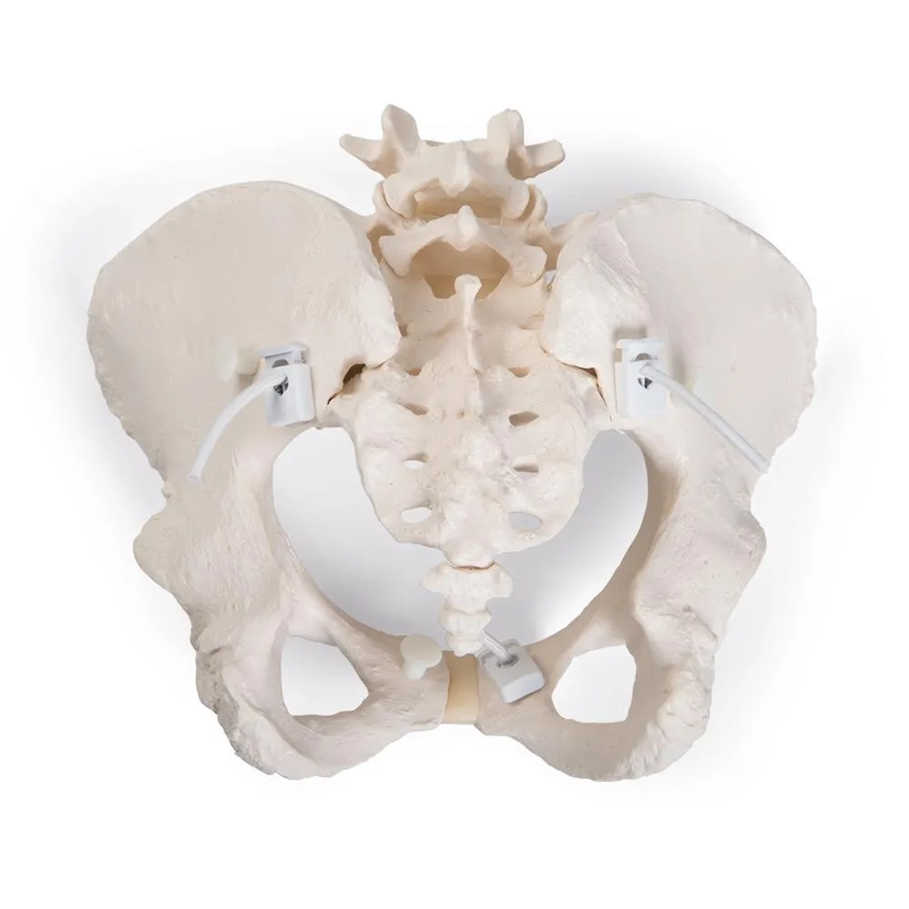 Flexible Female Pelvic Skeleton Model