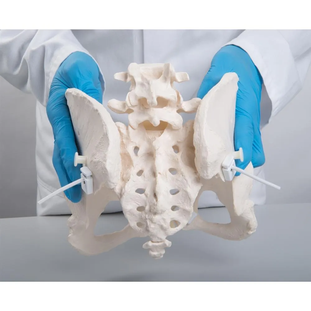 Flexible Female Pelvic Skeleton Model