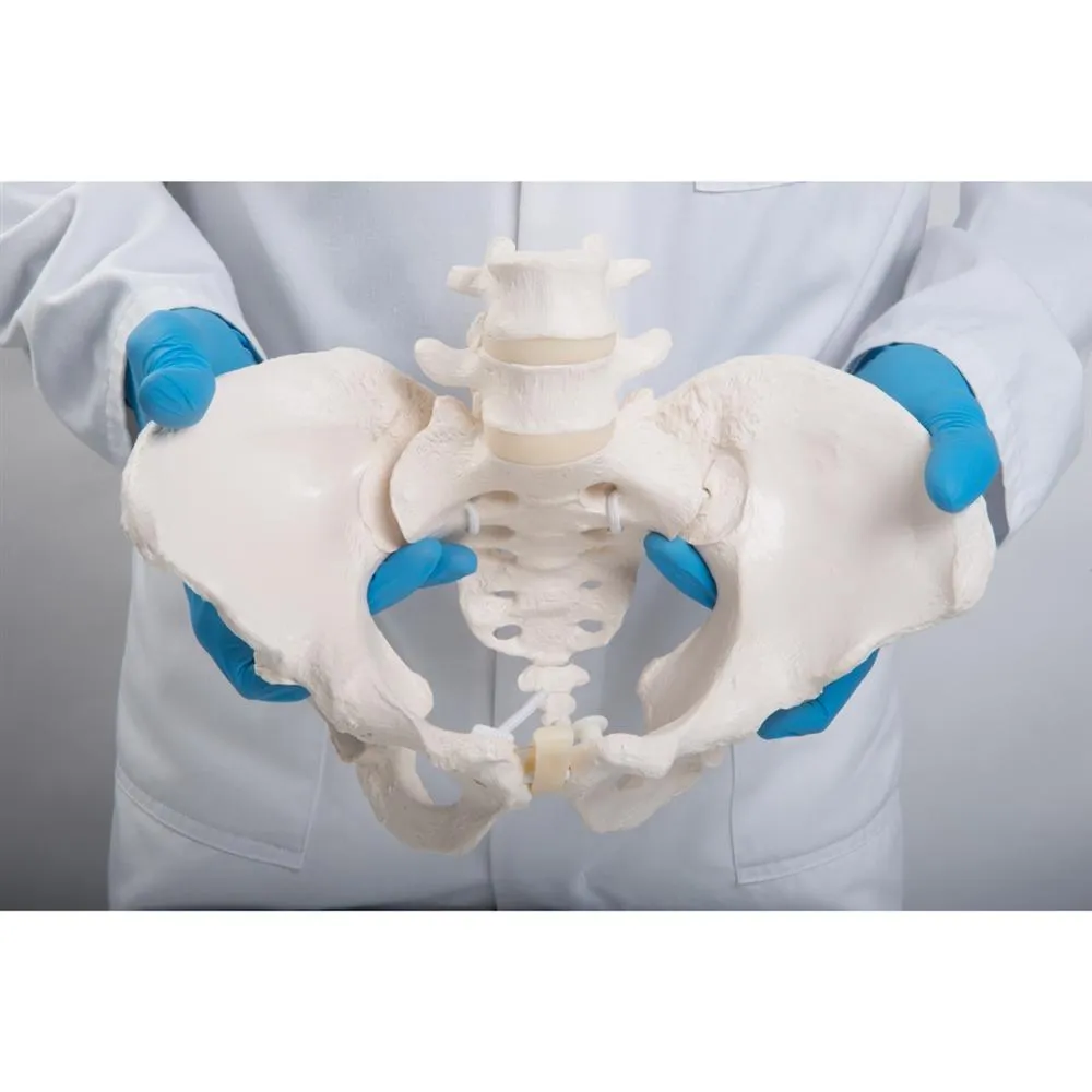 Flexible Female Pelvic Skeleton Model