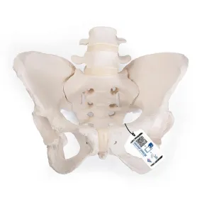 Flexible Female Pelvic Skeleton Model