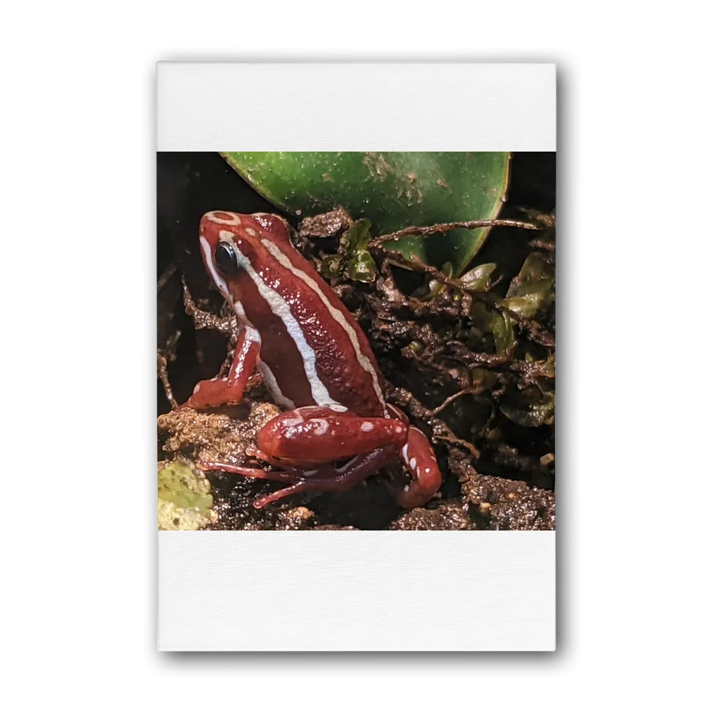 Red Frog Premium Stretched Canvas