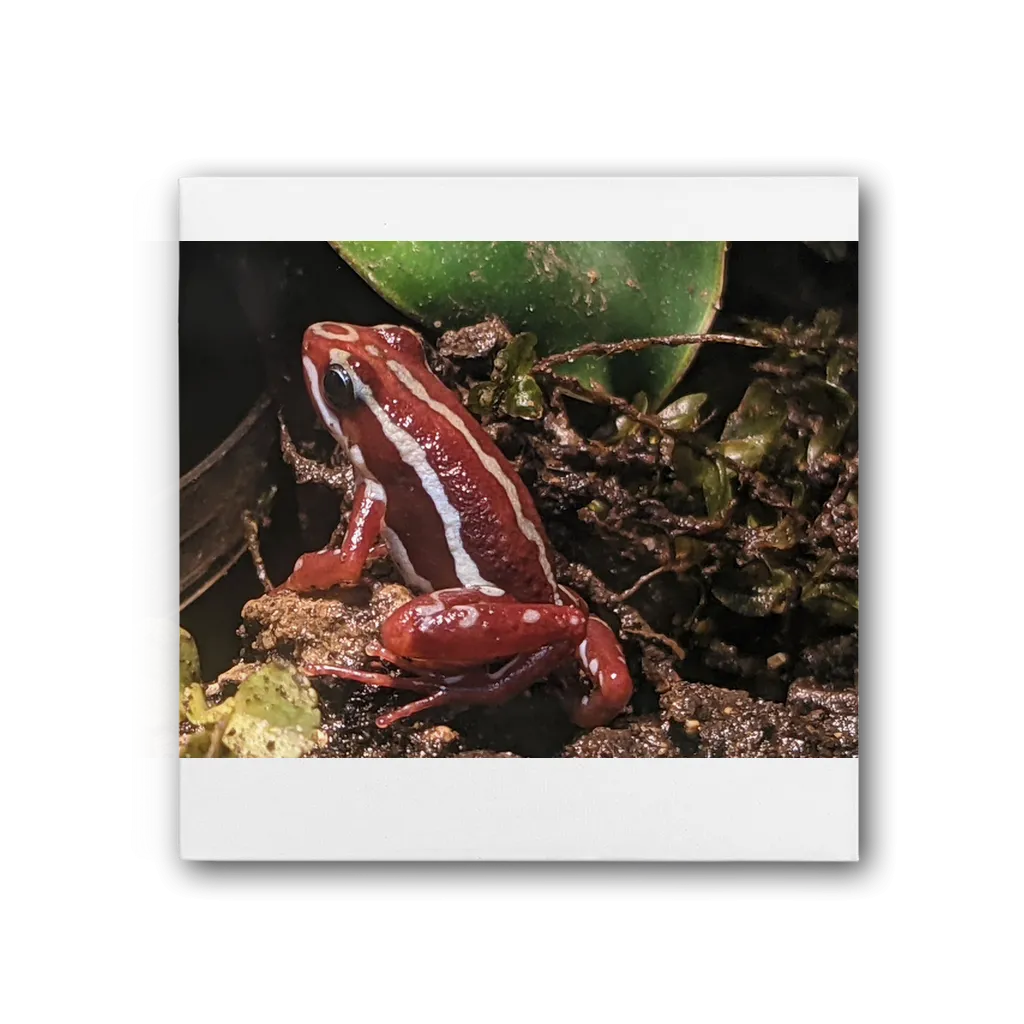 Red Frog Premium Stretched Canvas