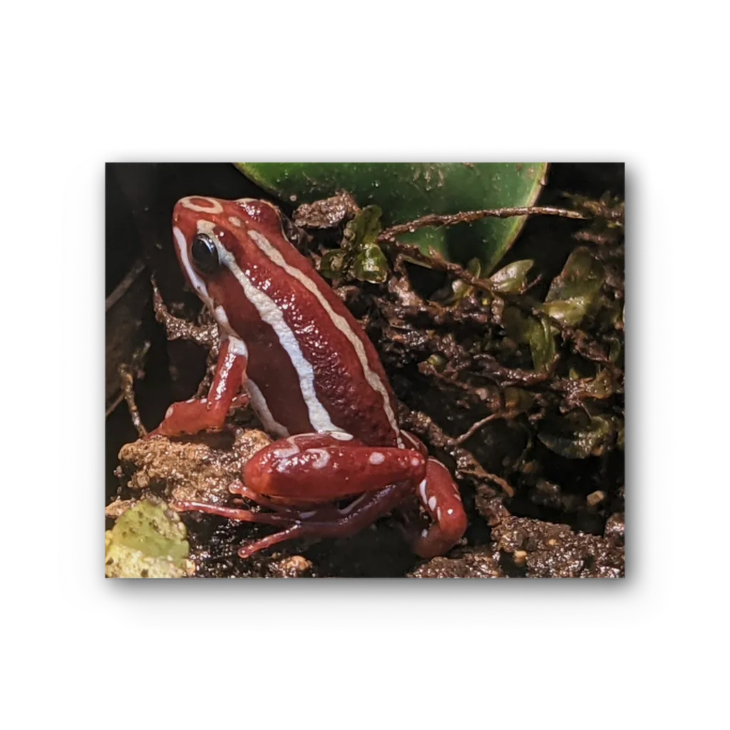 Red Frog Premium Stretched Canvas