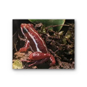 Red Frog Premium Stretched Canvas