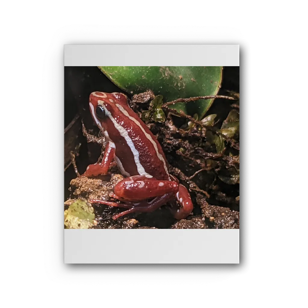 Red Frog Premium Stretched Canvas